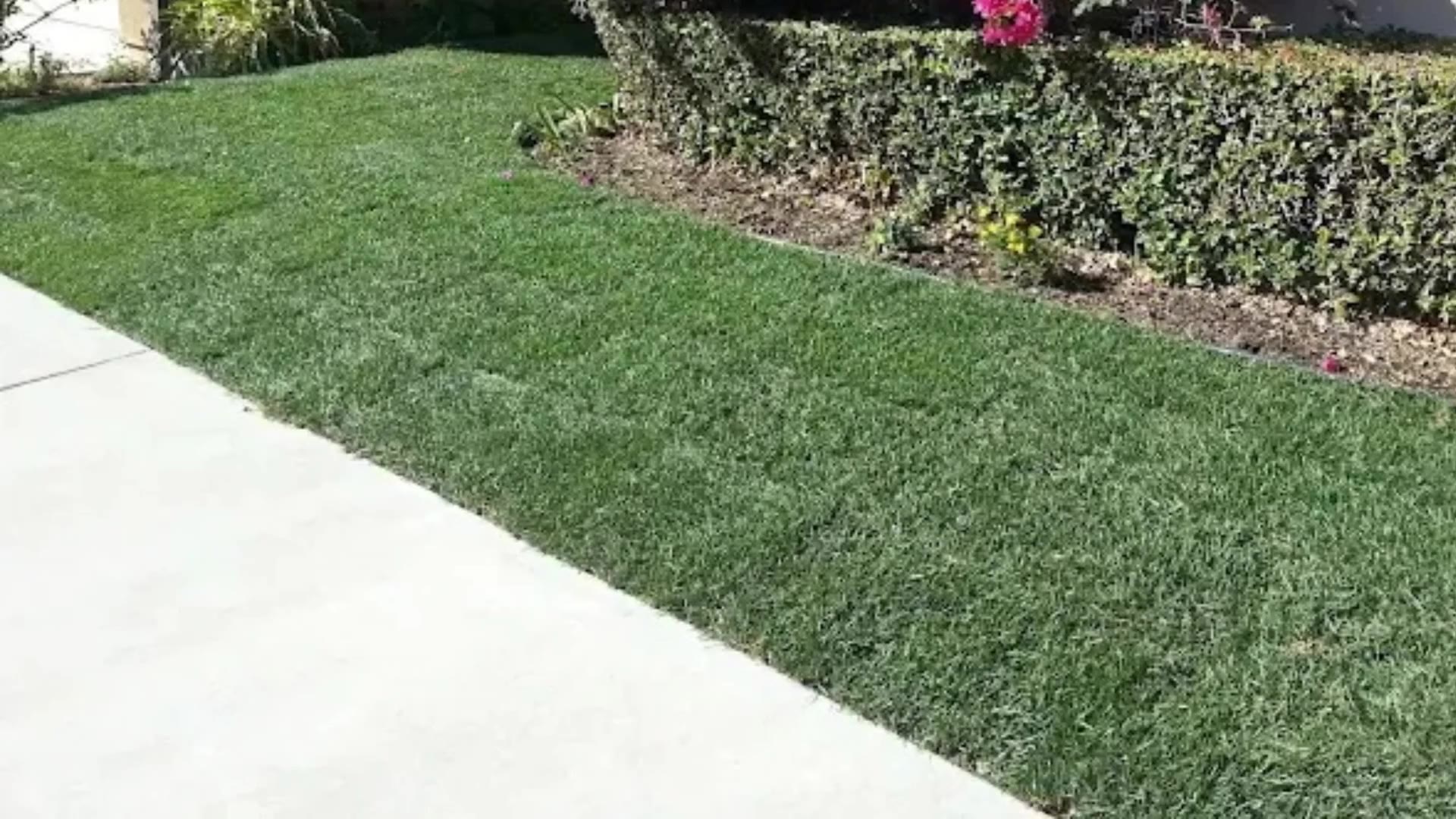 Aerial view of a lush green lawn and vibrant bougainvillea landscaped by Sosa & Son's Landscaping