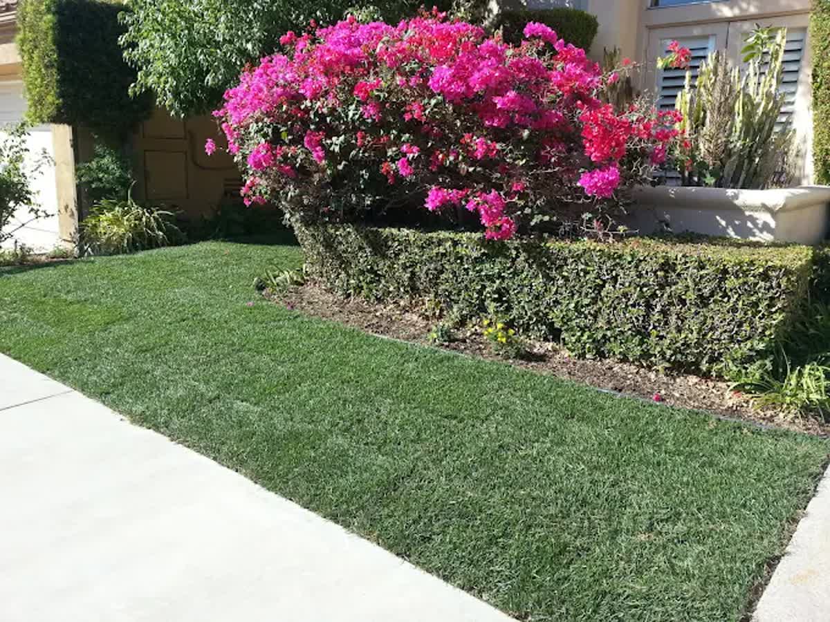 Yard after Sosa & Son's landscaping